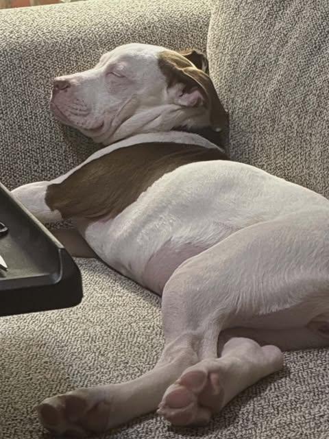 Fizz, a ADOPTABLE mixed breed in Pleasant Ridge, MI image 4/5