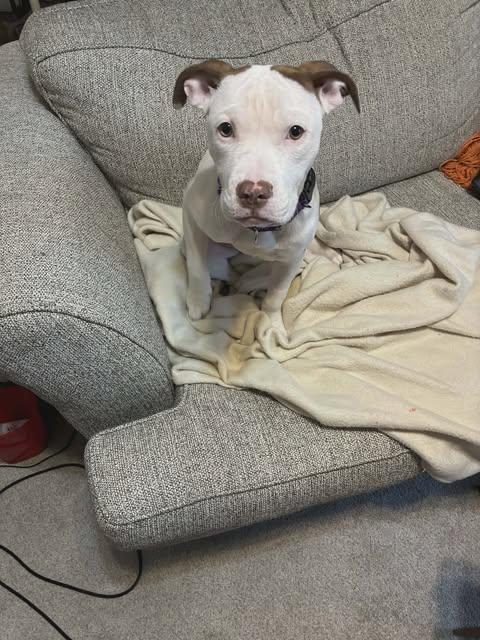 Fizz, a ADOPTABLE mixed breed in Pleasant Ridge, MI image 2/5