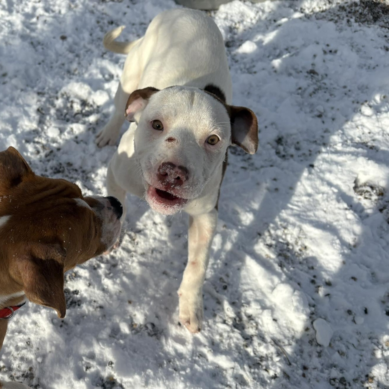 Fizz, a ADOPTABLE mixed breed in Pleasant Ridge, MI image 3/5