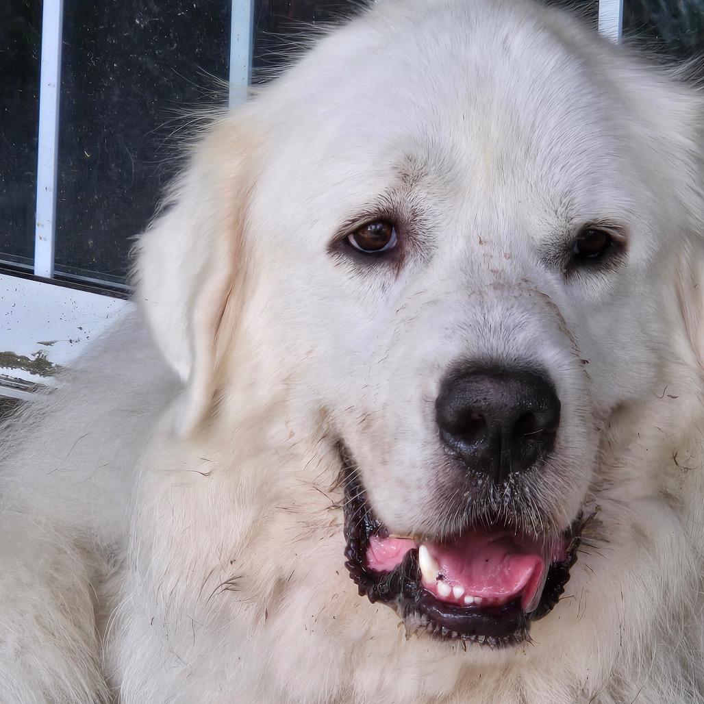 Enlarge Dakota, a Adoptable Great Pyrenees in Kansas City, MO image 1/3