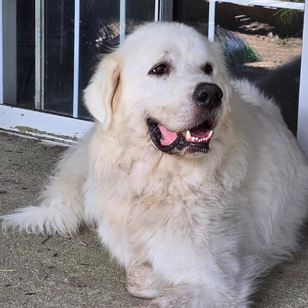 Enlarge Dakota, a Adoptable Great Pyrenees in Kansas City, MO image 2/3