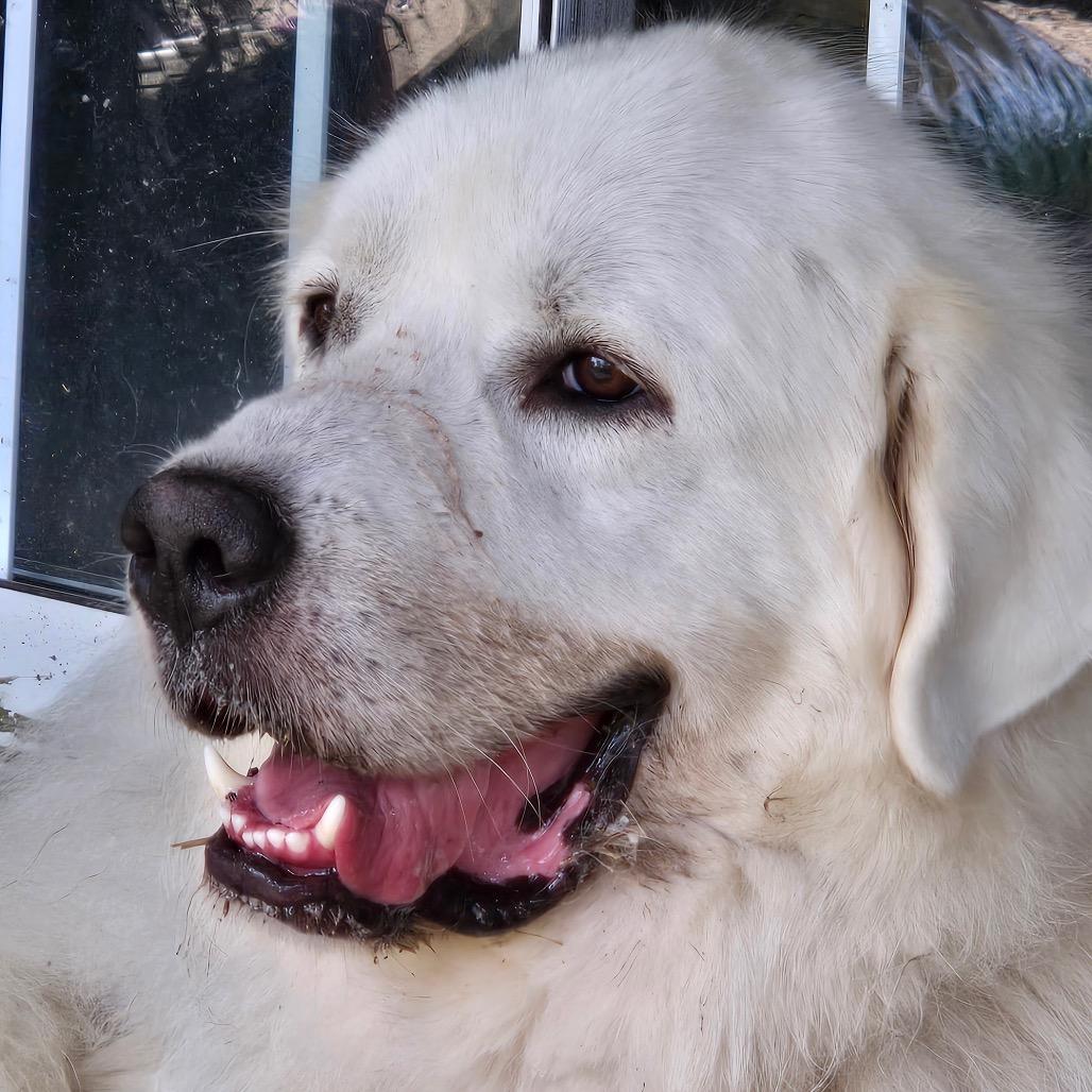 Enlarge Dakota, a Adoptable Great Pyrenees in Kansas City, MO image 3/3