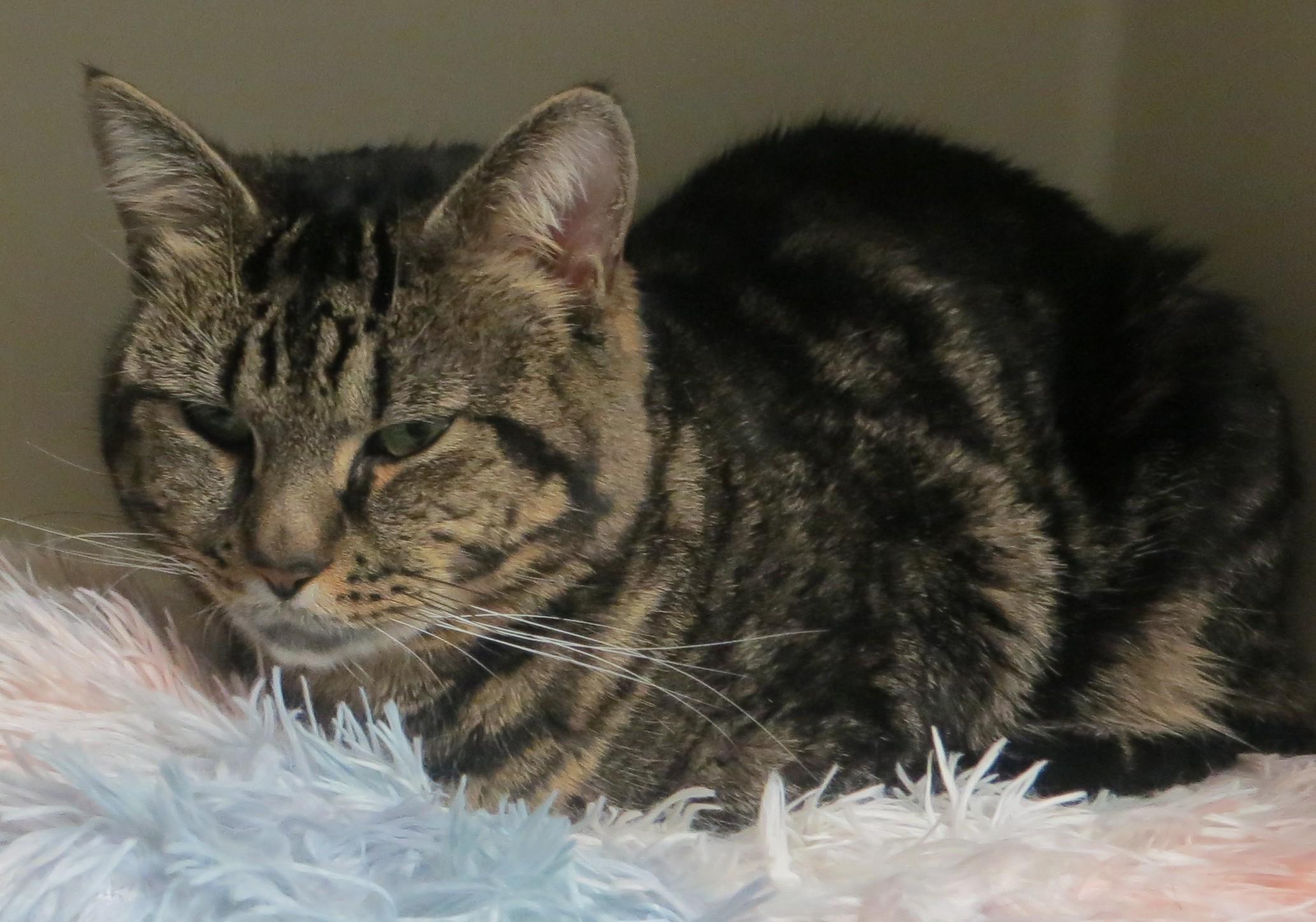 Enlarge BENY, a Adoptable Tiger in Taunton, MA image 2/6