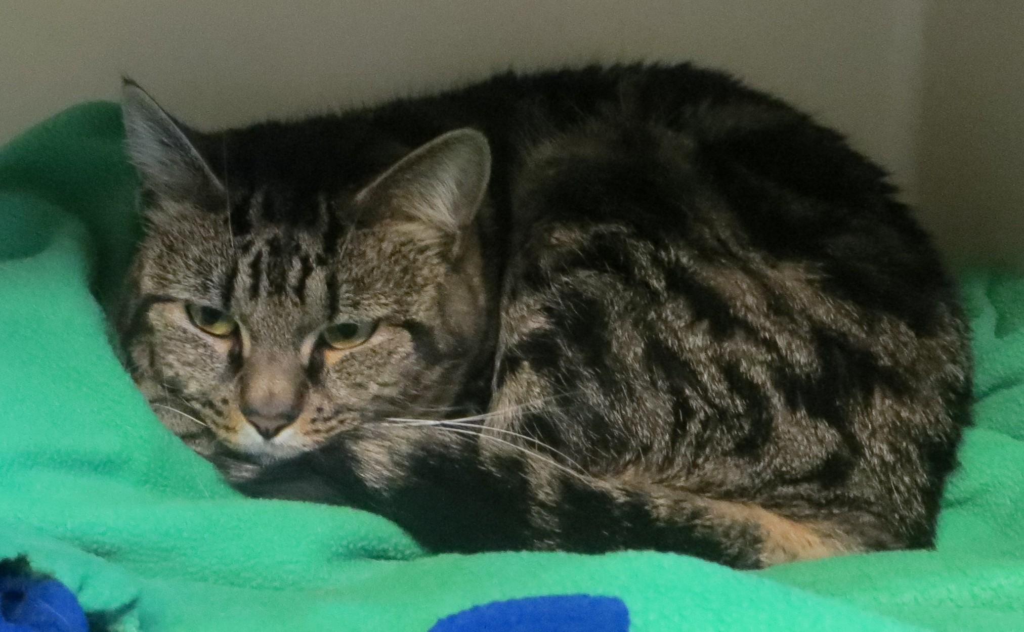BENY - Adoptable Pet | Petfinder
