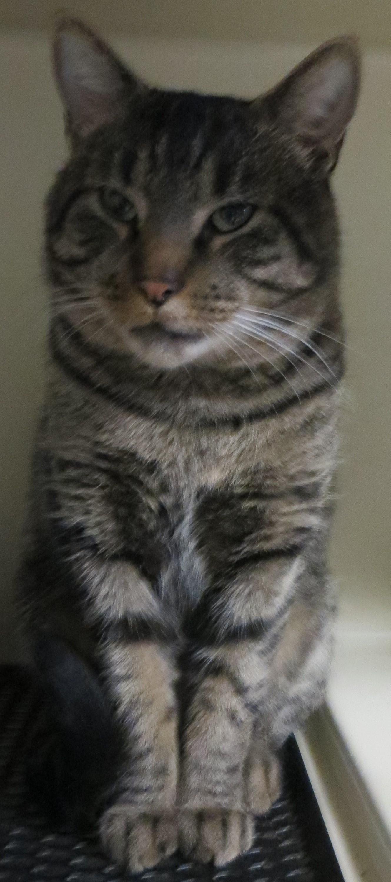 Enlarge BENY, a Adoptable Tiger in Taunton, MA image 5/6