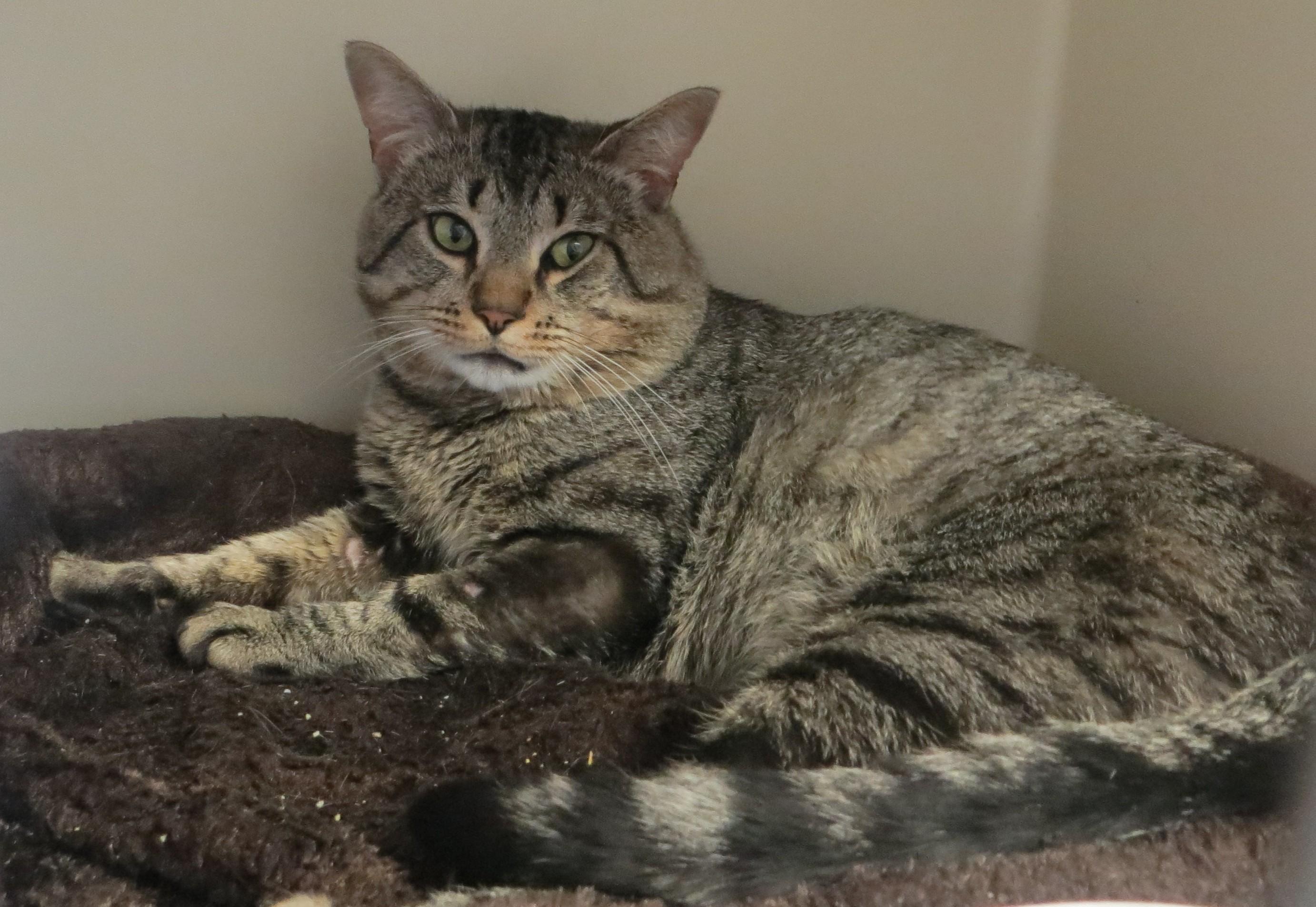 Enlarge BENY, a Adoptable Tiger in Taunton, MA image 3/6