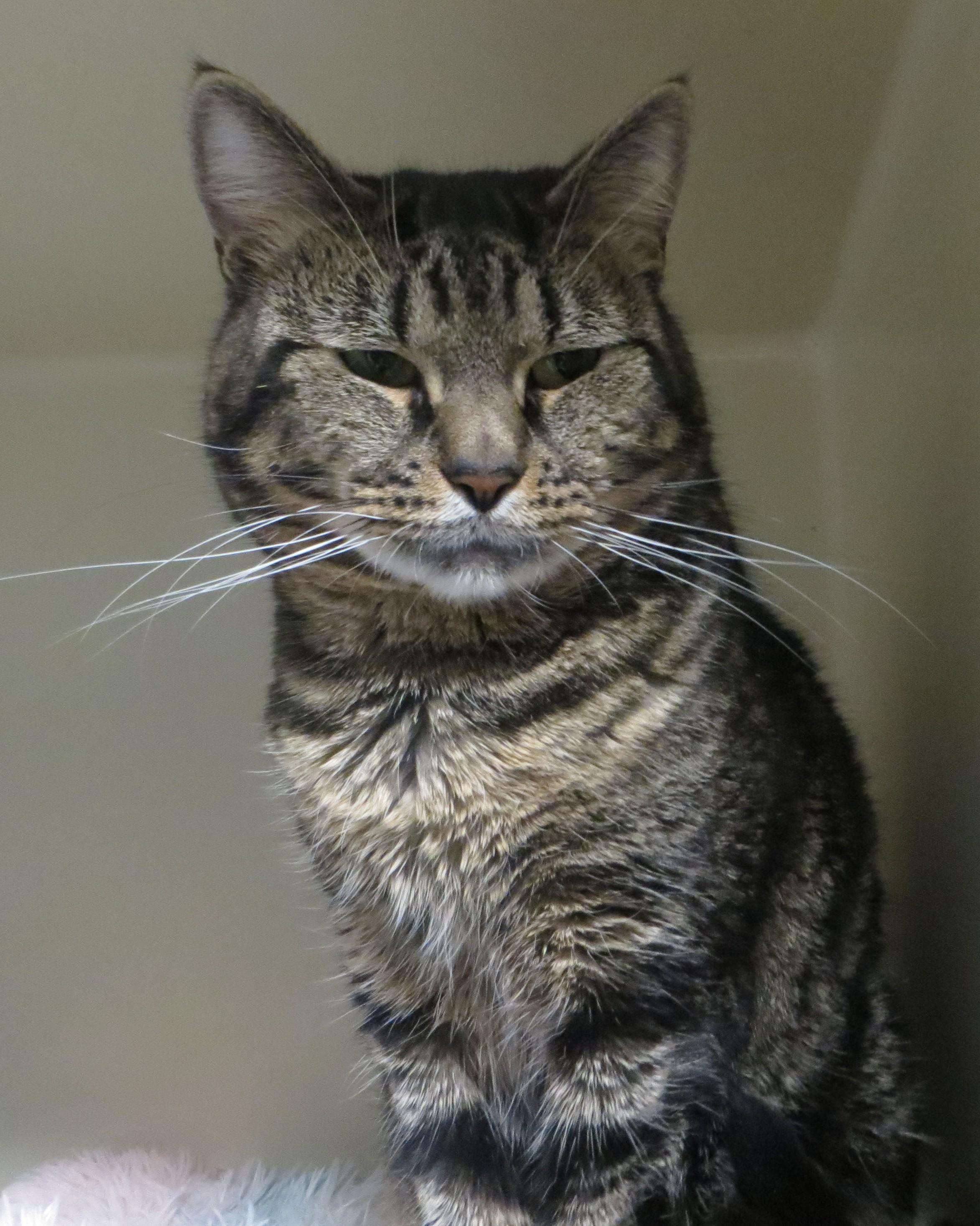 BENY, Adoptable, Adult Male Tiger.