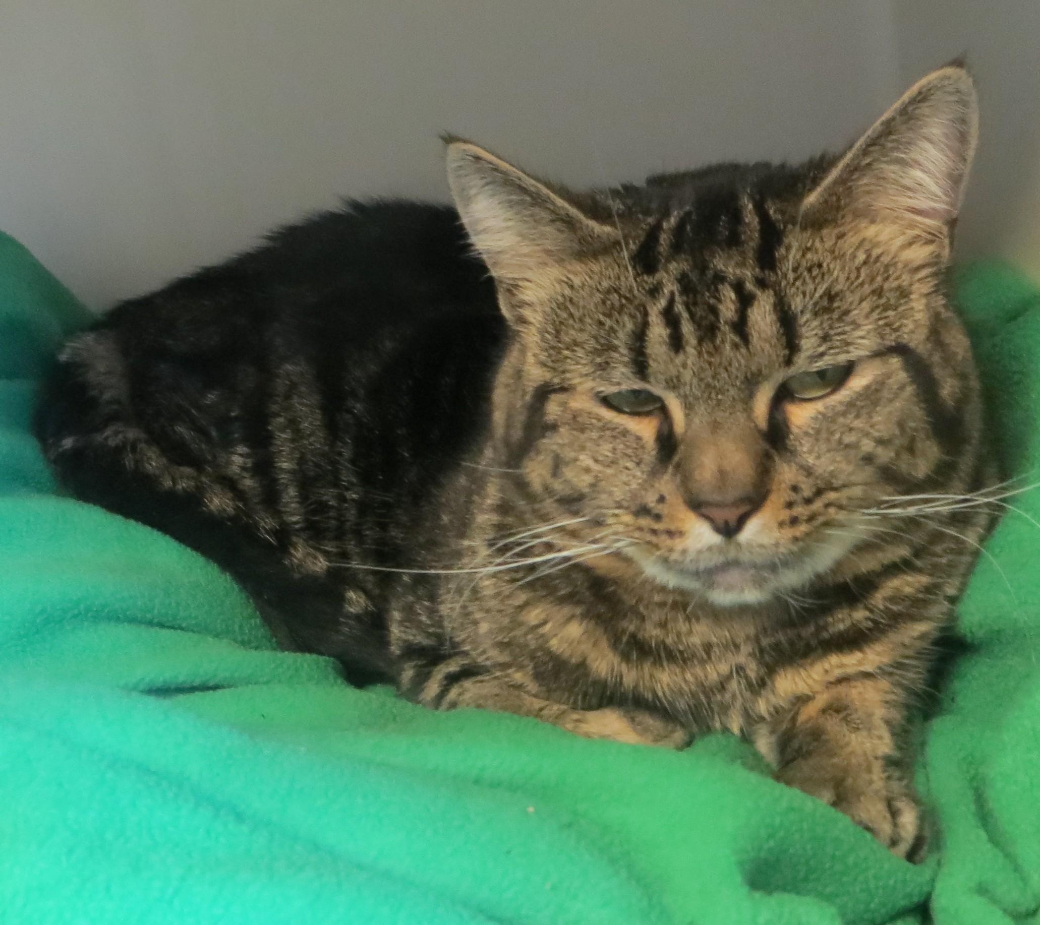 Enlarge BENY, a Adoptable Tiger in Taunton, MA image 6/6