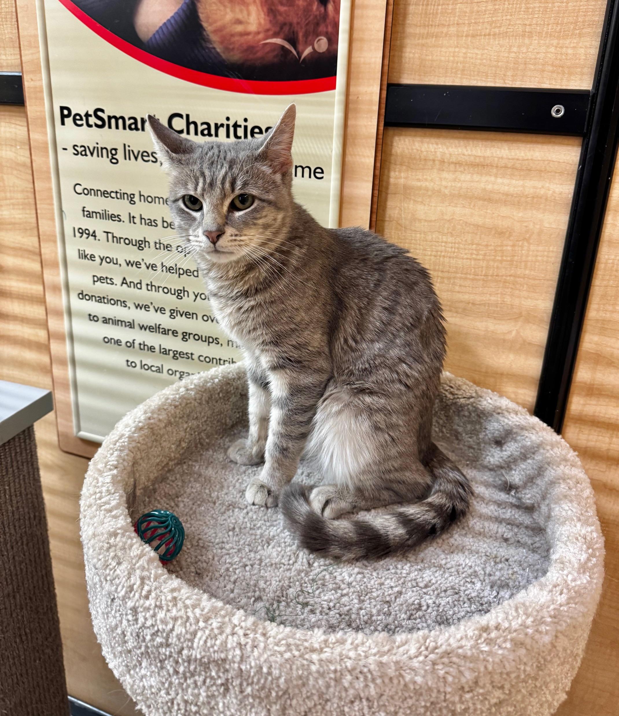 Enlarge Tony, an adopted Domestic Short Hair in Springfield, PA image 2/3