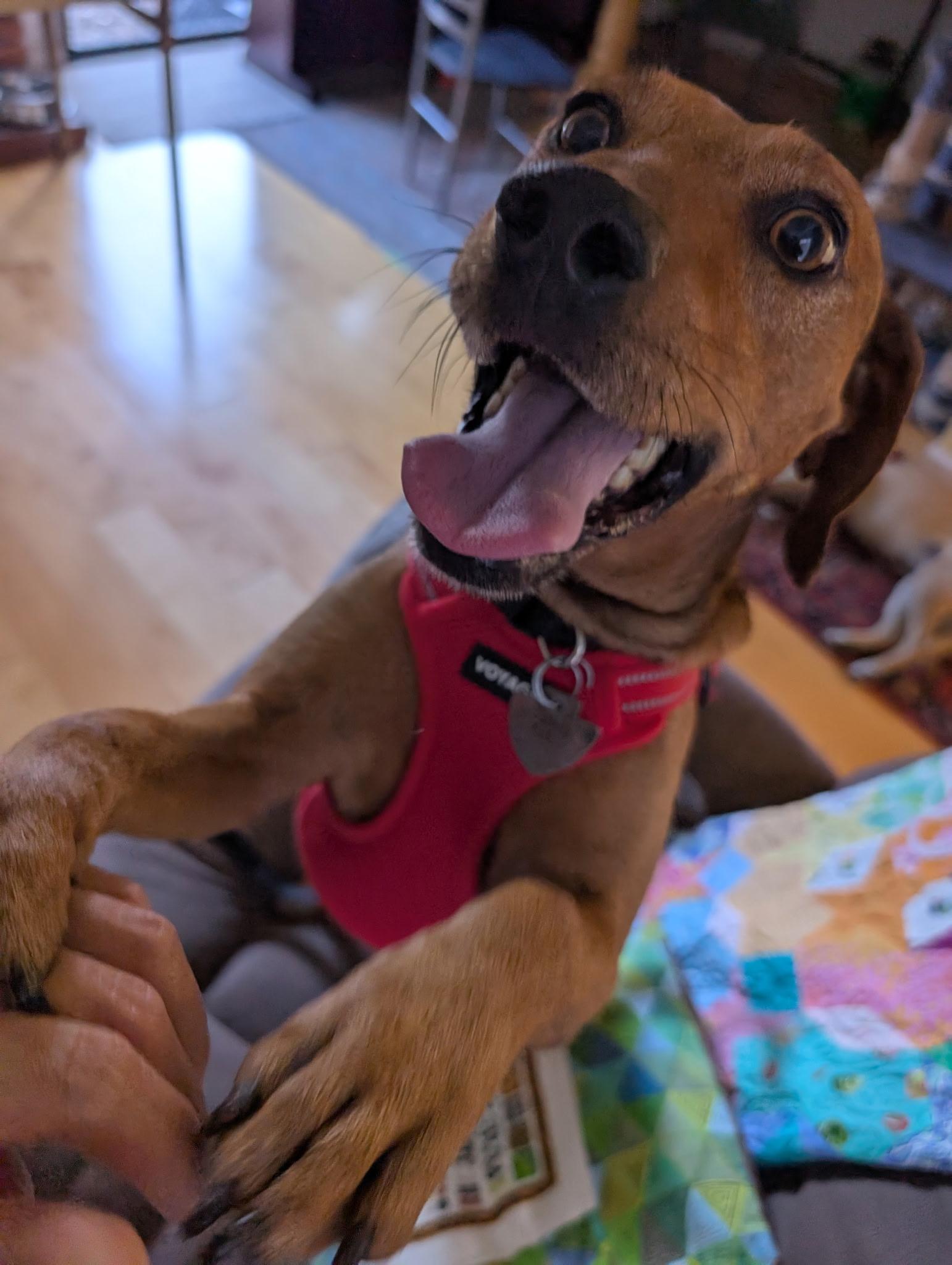Enlarge Kenny, a Adoptable mixed breed in San Jose, CA image 1/1