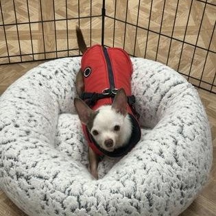 Enlarge Eugene, an adopted Chihuahua in Worcester, MA image 2/2