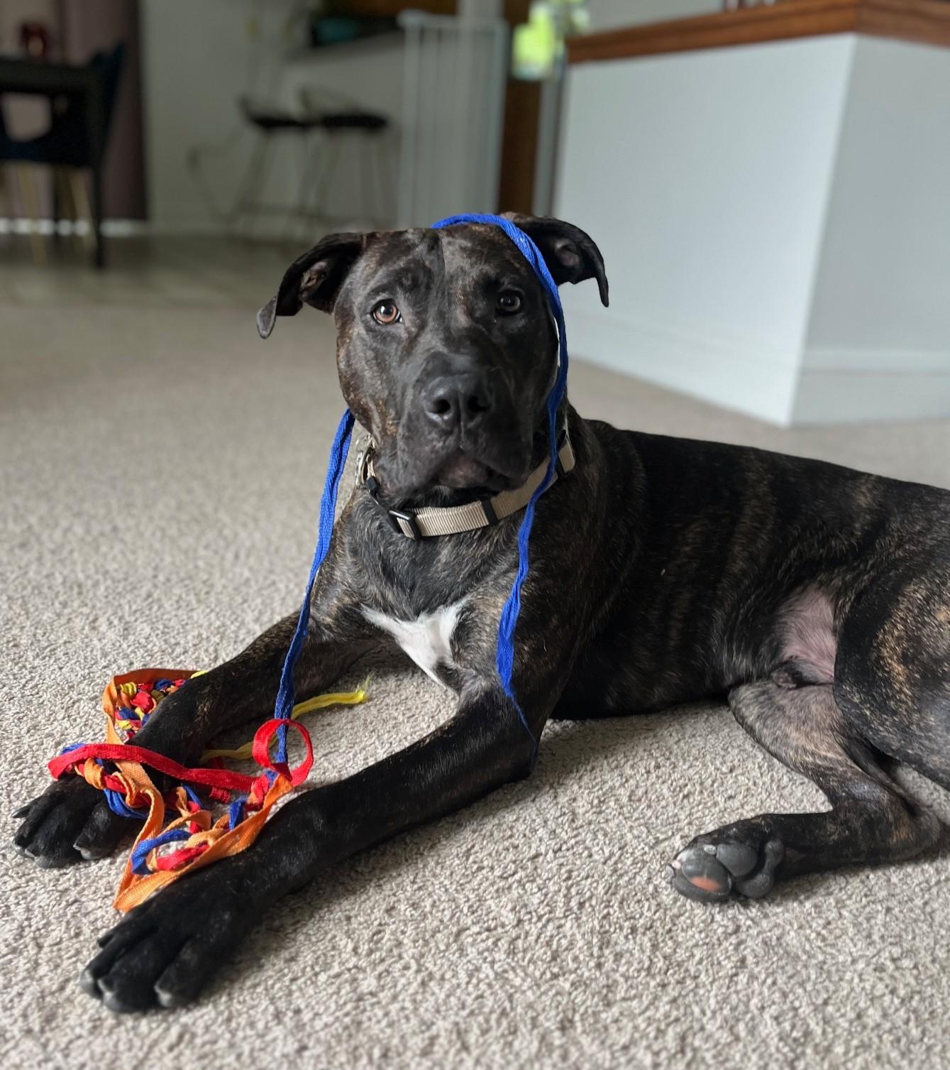 Enlarge Klaus, a ADOPTABLE mixed breed in New Windsor, NY image 1/1