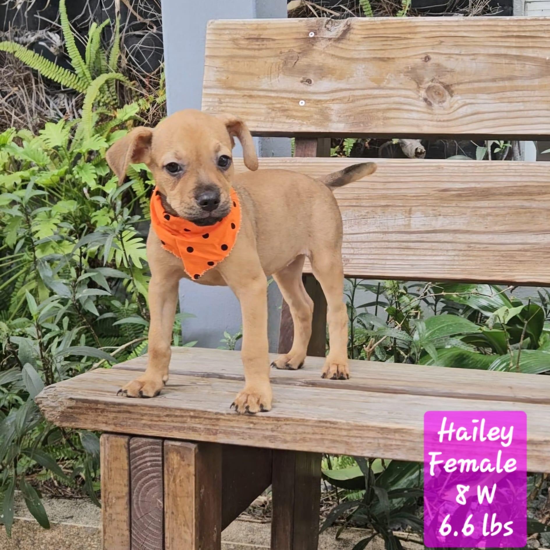 Enlarge HAILEY (out of town), an adopted mixed breed in New York, NY image 2/2