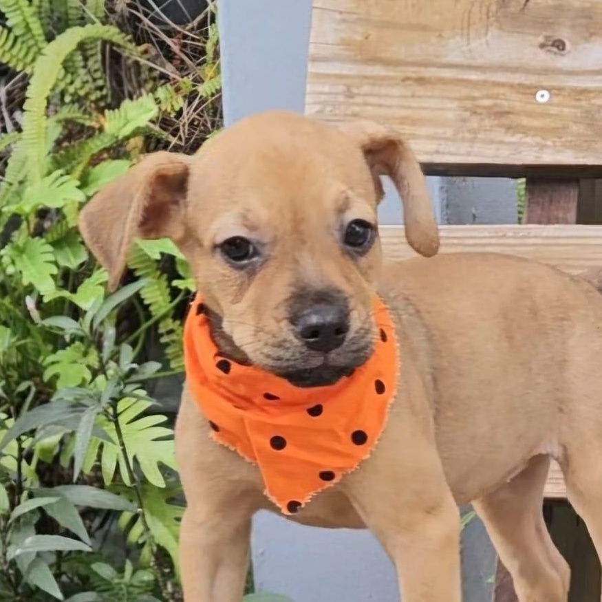 HAILEY (out of town), adopted, Puppy Female Labrador Retriever & Mixed Breed.