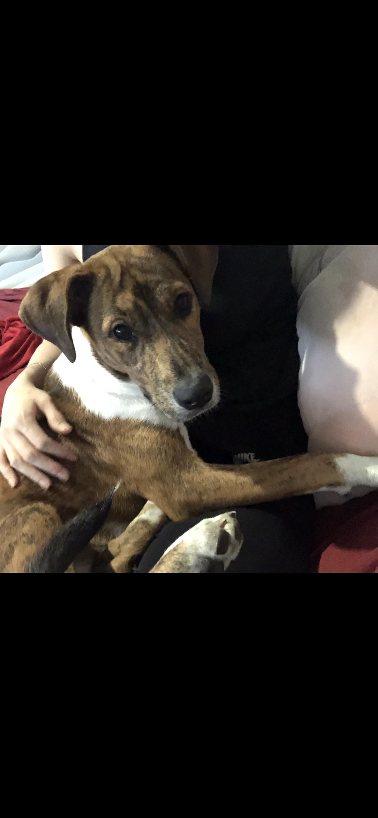 Molly, ADOPTABLE, Young Female Terrier.