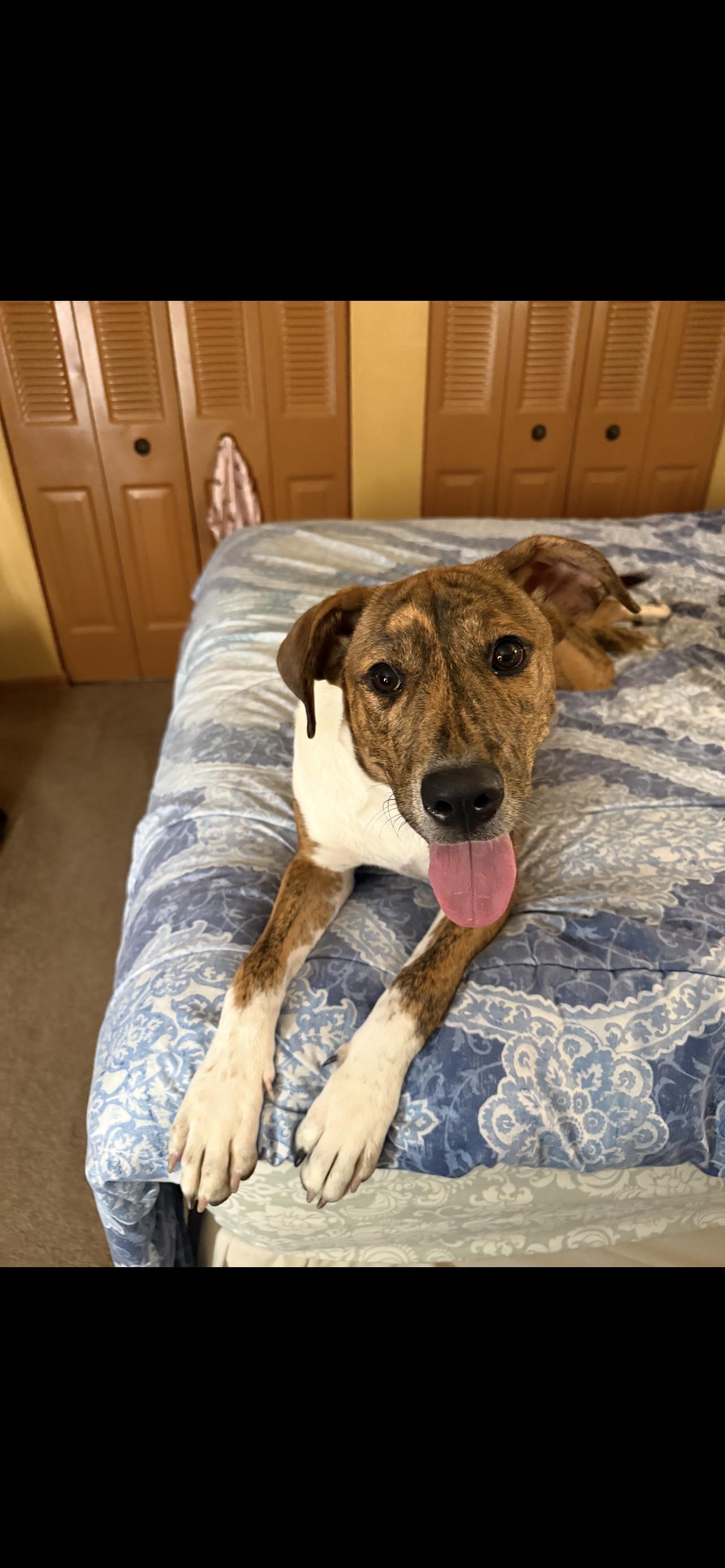 Molly, a ADOPTABLE mixed breed in Coconut Creek, FL image 3/3