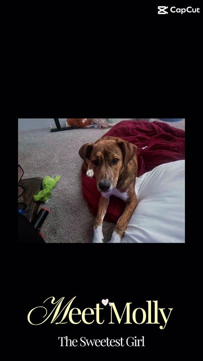 Enlarge Molly, a ADOPTABLE mixed breed in Coconut Creek, FL video 2/3