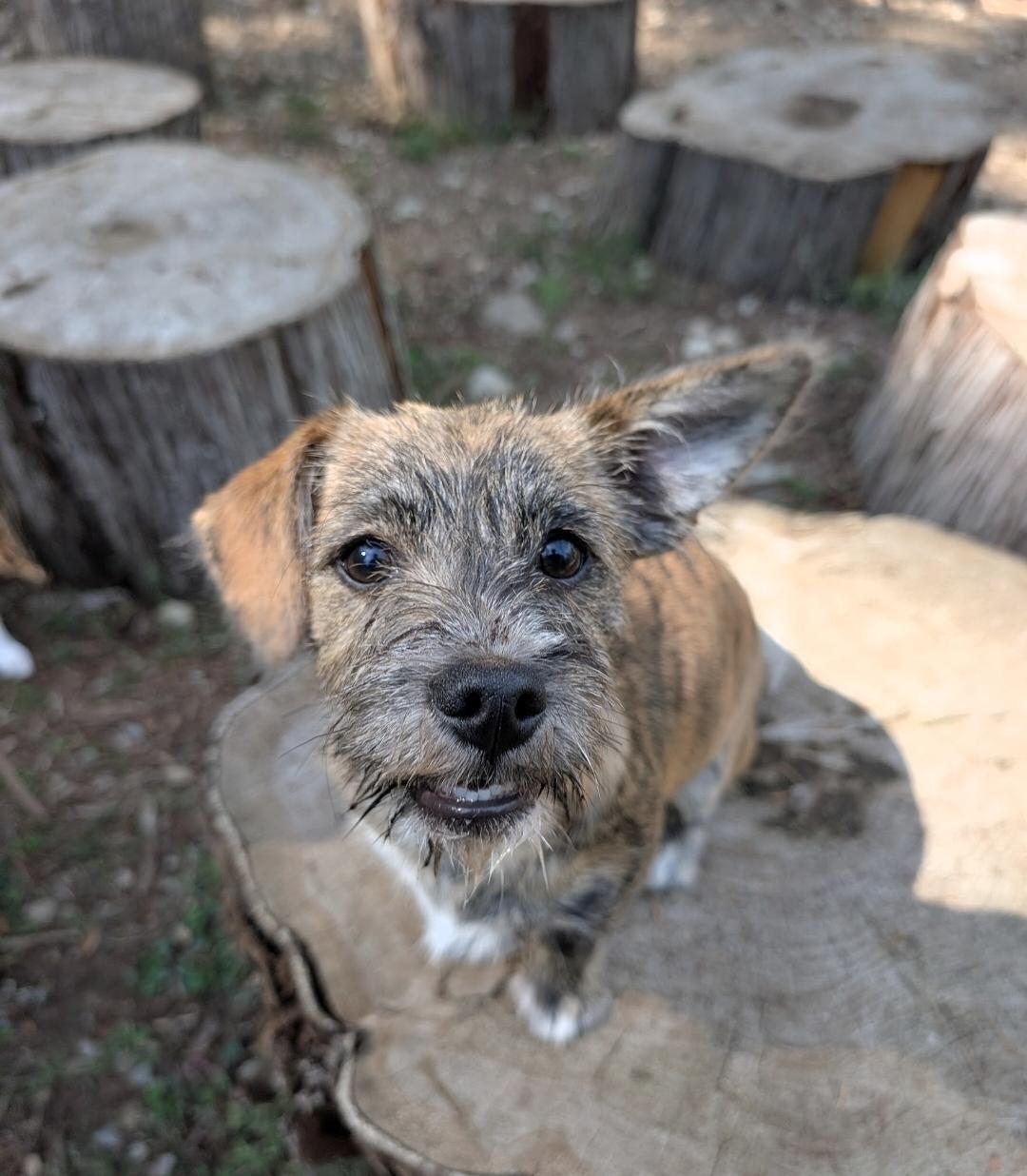 Zuri, Adoptable, Young Female Australian Cattle Dog / Blue Heeler & Wirehaired Terrier.