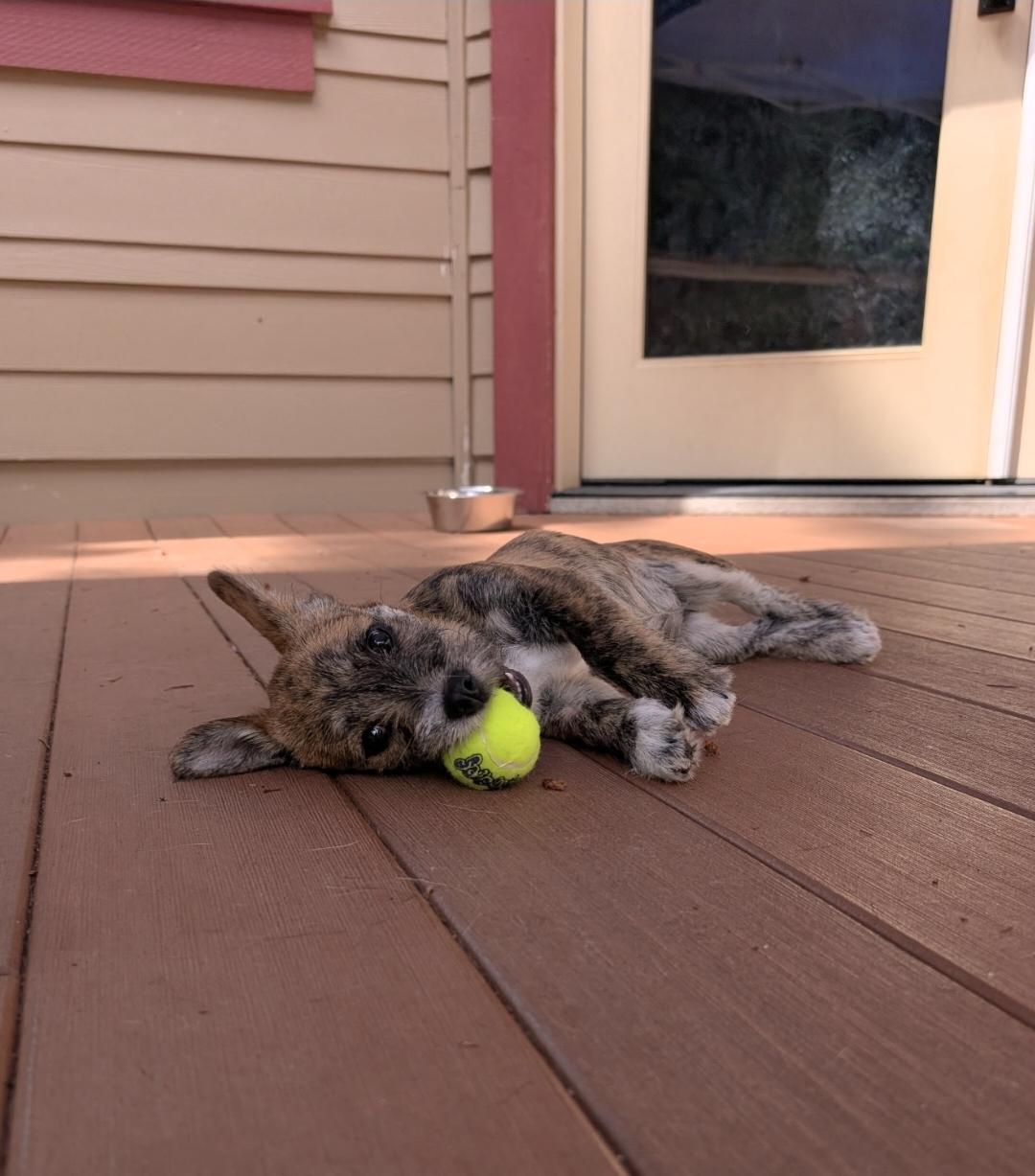 Enlarge Zuri, a Adoptable mixed breed in Buckley, WA image 3/6