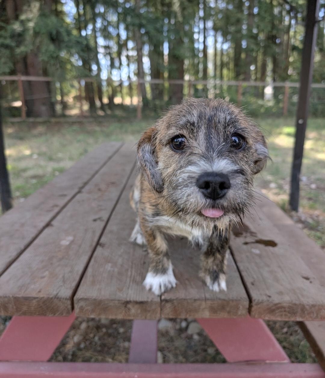 Enlarge Zuri, a Adoptable mixed breed in Buckley, WA image 5/6