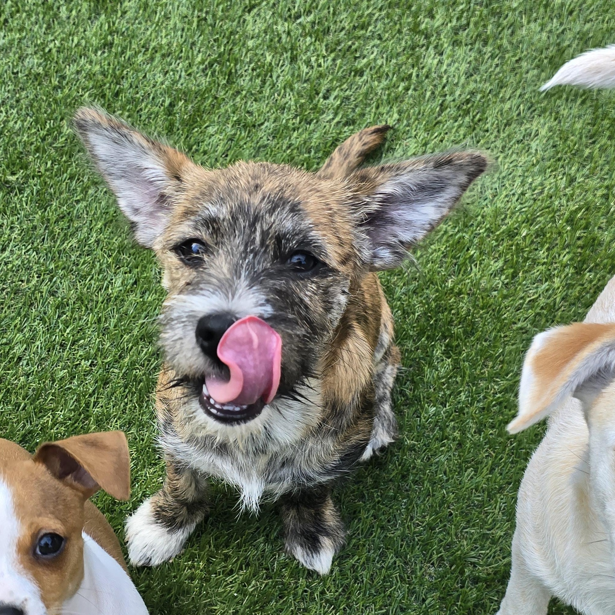 Enlarge Zuri, a Adoptable mixed breed in Buckley, WA image 2/6