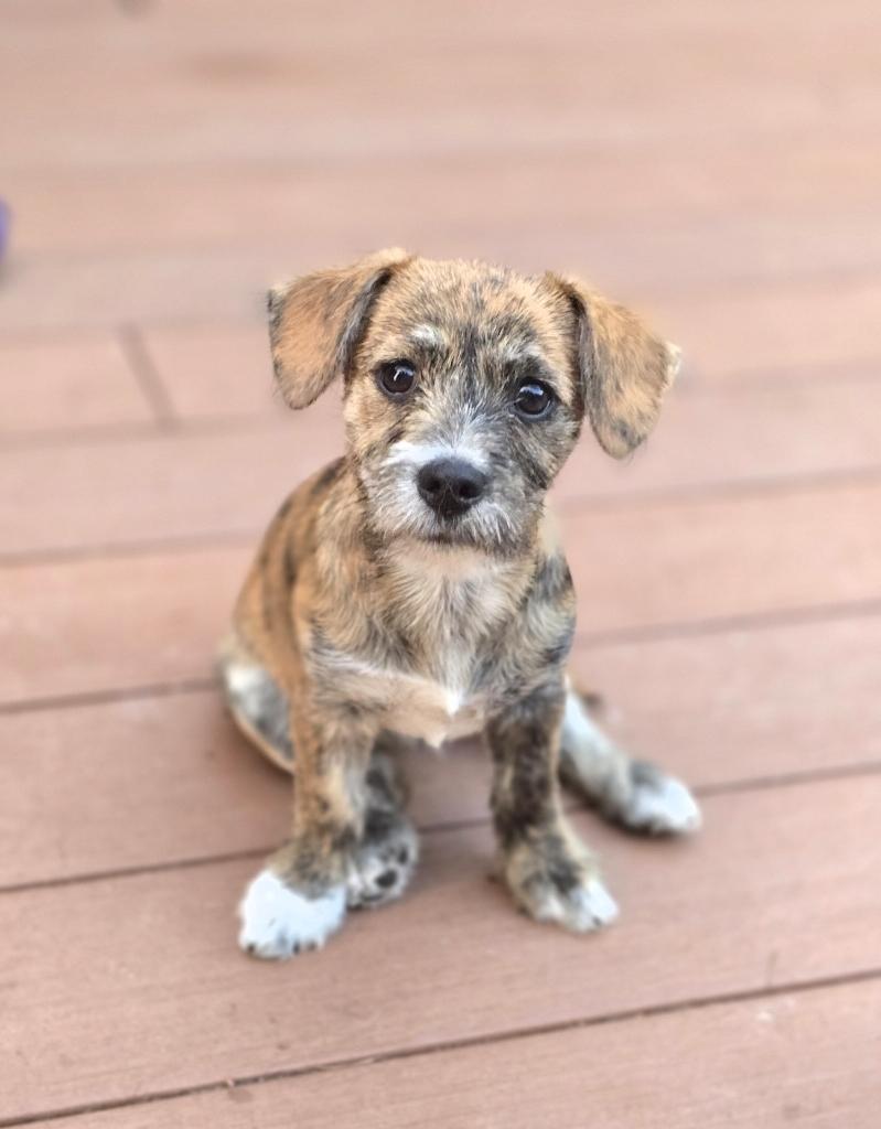 Enlarge Zuri, a Adoptable mixed breed in Buckley, WA image 6/6