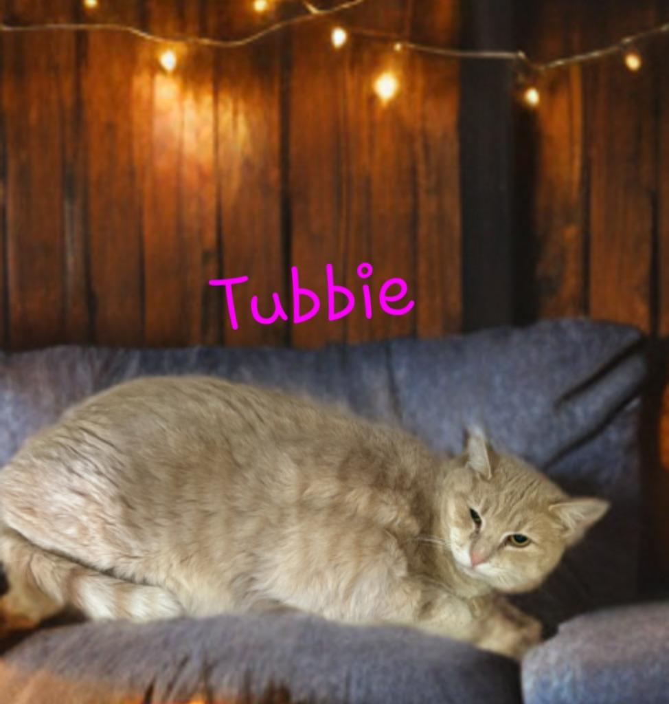 Tubbie, Adoptable, Young Female Domestic Short Hair.