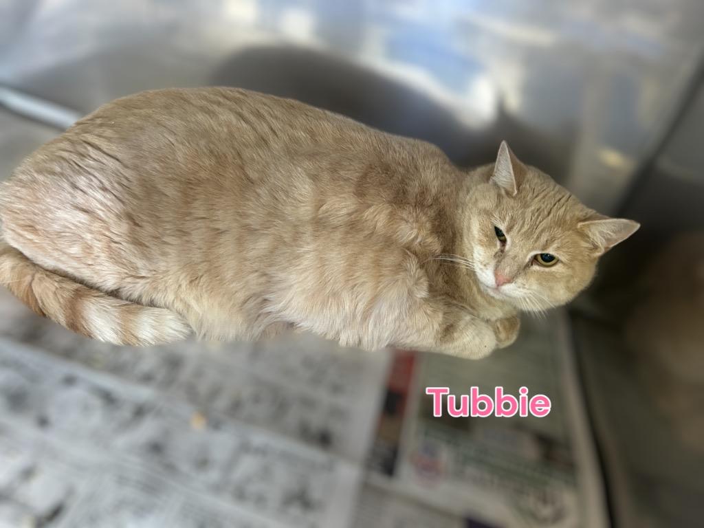 Enlarge Tubbie, a Adoptable mixed breed in Jim Thorpe, PA image 3/3