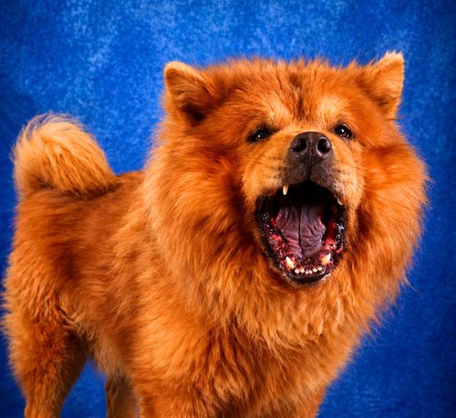 LION, Adoptable, Adult Male Chow Chow.