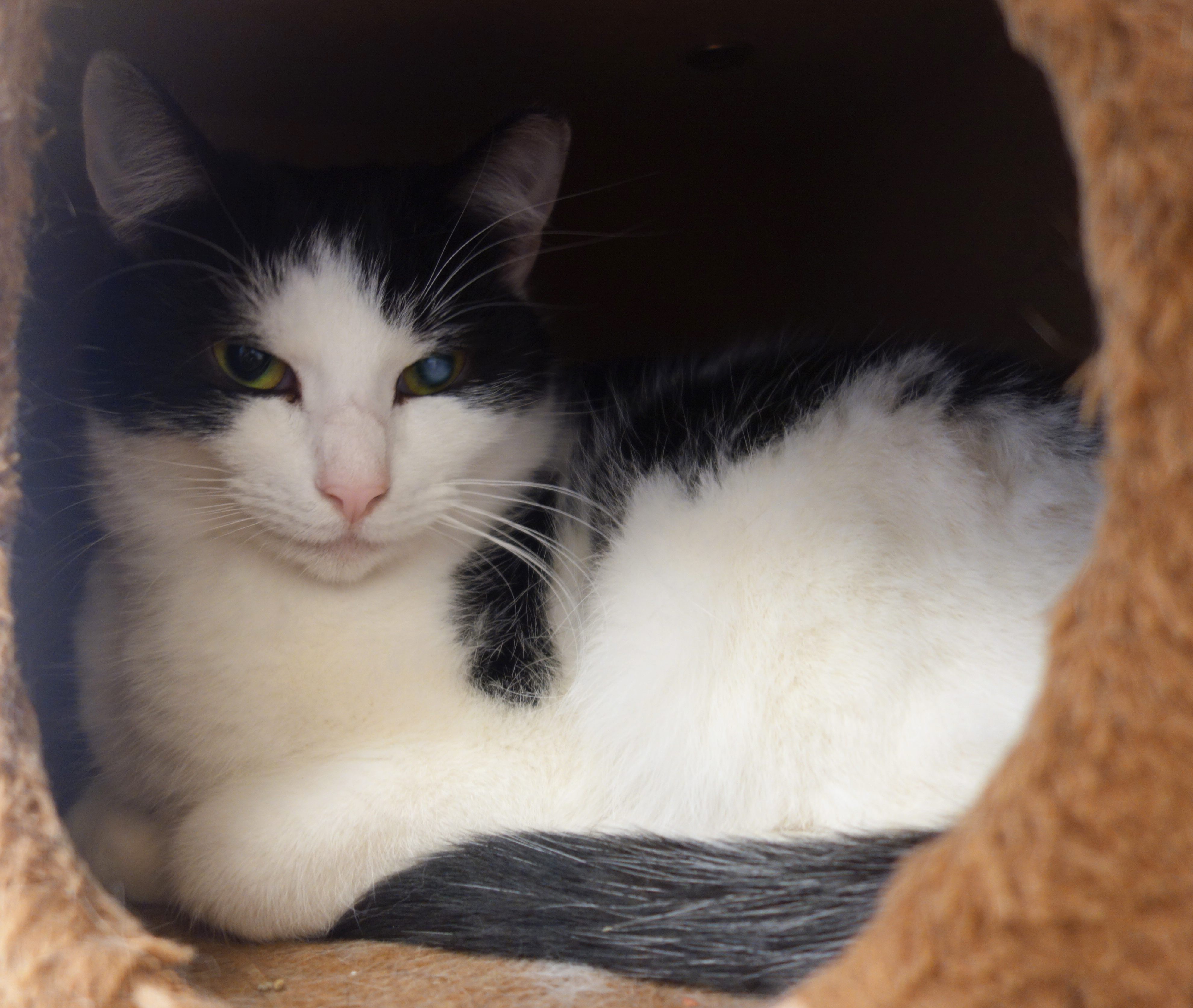 Enlarge Solo, a Adoptable Domestic Short Hair in Gouldsboro, PA image 1/6