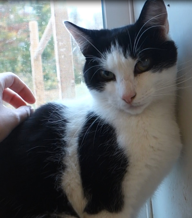 Enlarge Solo, a Adoptable Domestic Short Hair in Gouldsboro, PA image 2/6