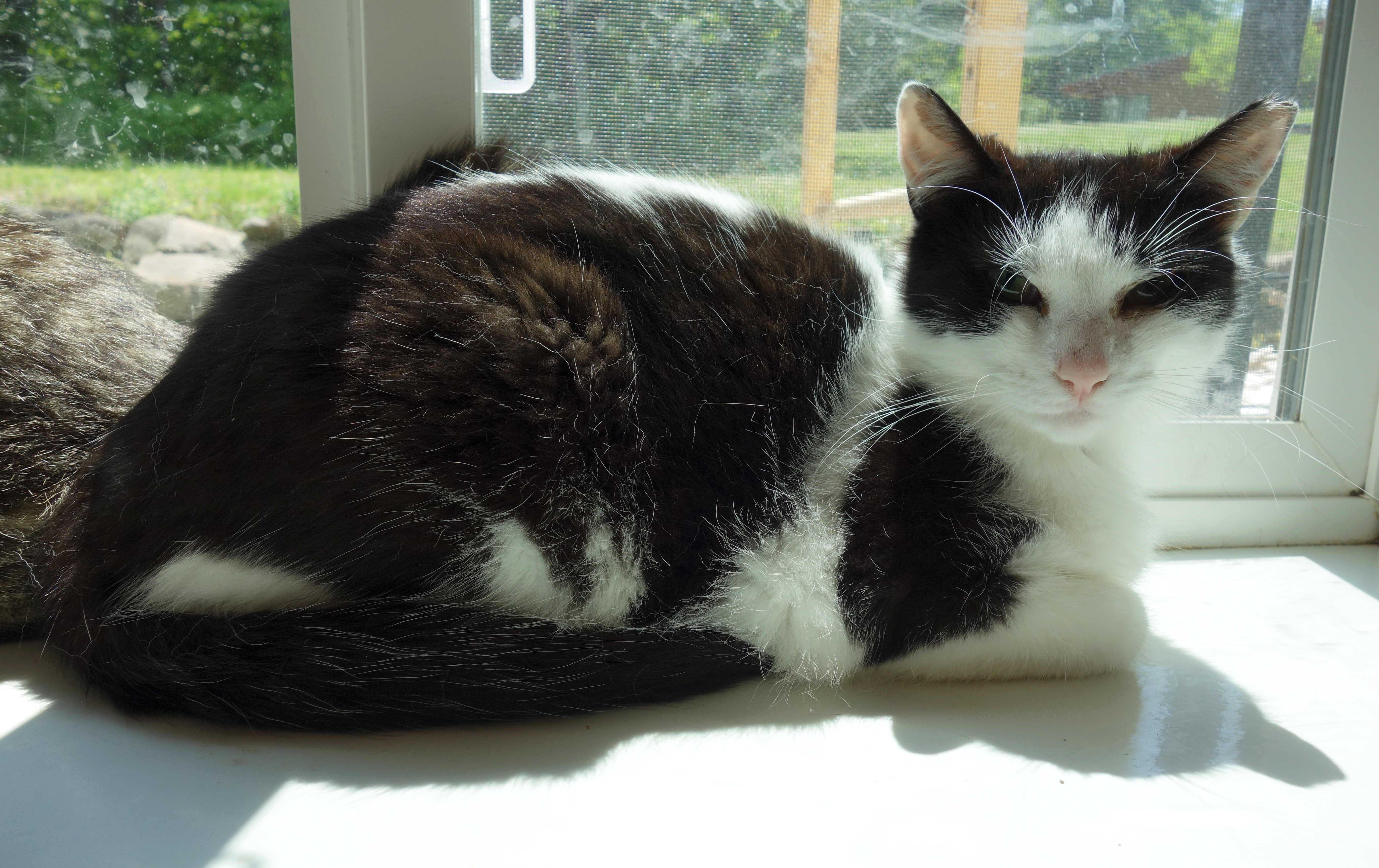 Enlarge Solo, a Adoptable Domestic Short Hair in Gouldsboro, PA image 3/6