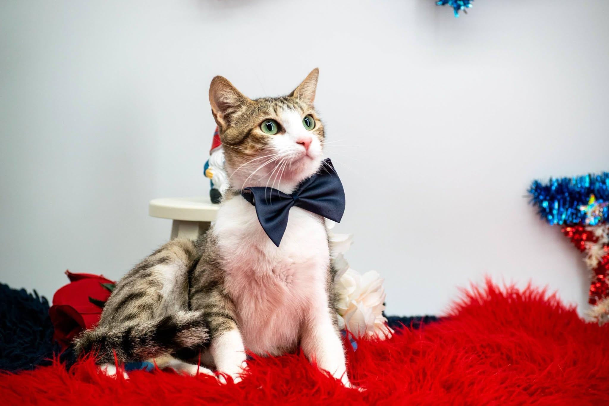 Doc, a ADOPTABLE Domestic Short Hair in Sevierville, TN image 2/3