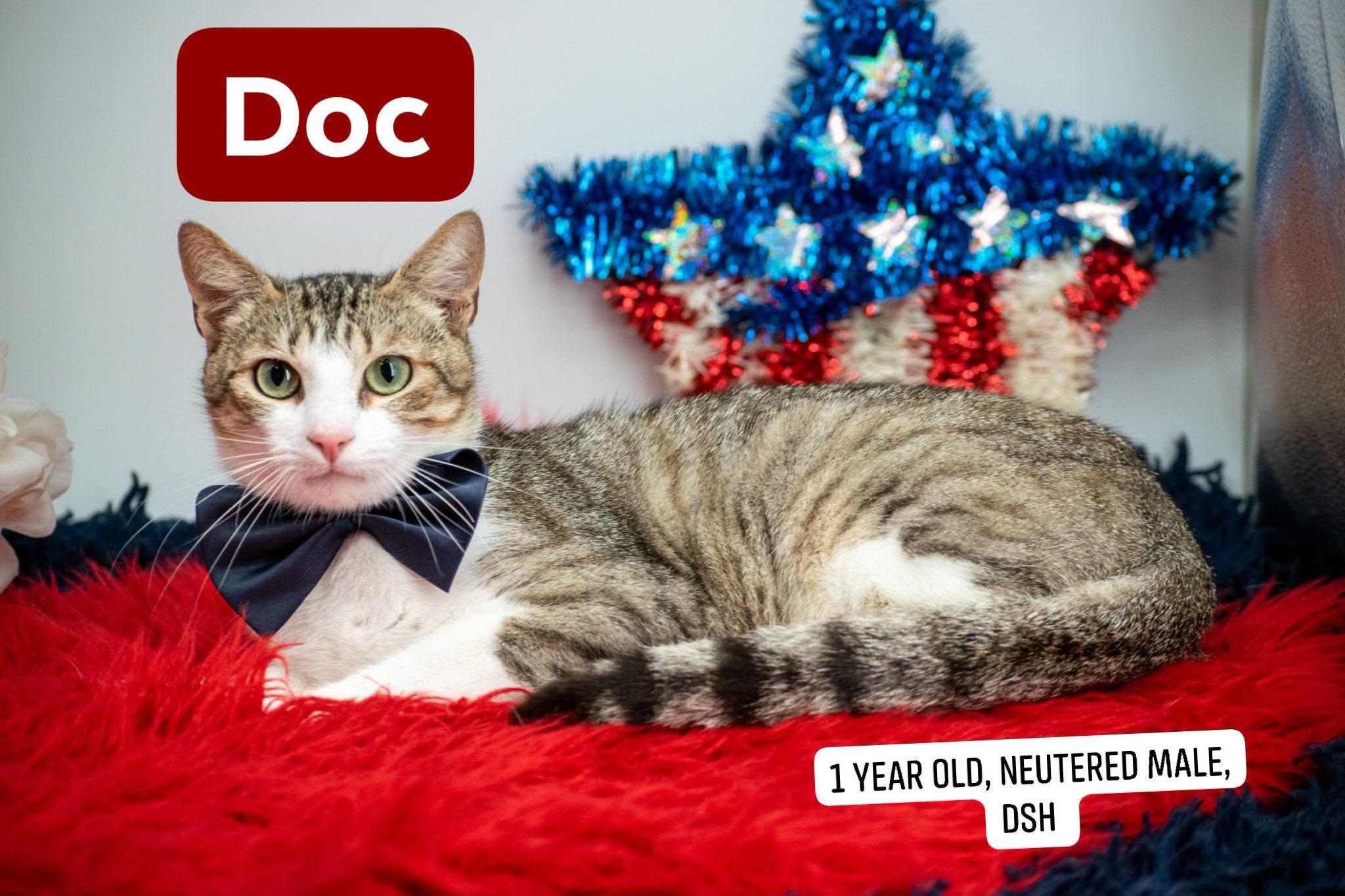 Doc, ADOPTABLE, Young Male Domestic Short Hair.