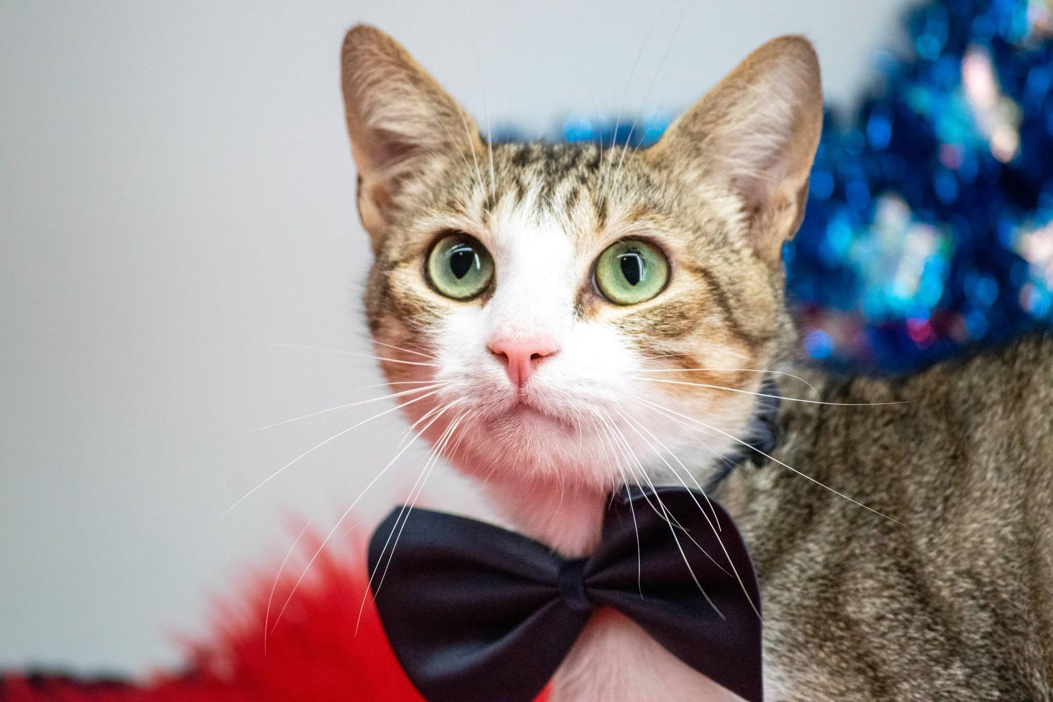 Doc, a ADOPTABLE Domestic Short Hair in Sevierville, TN image 3/3