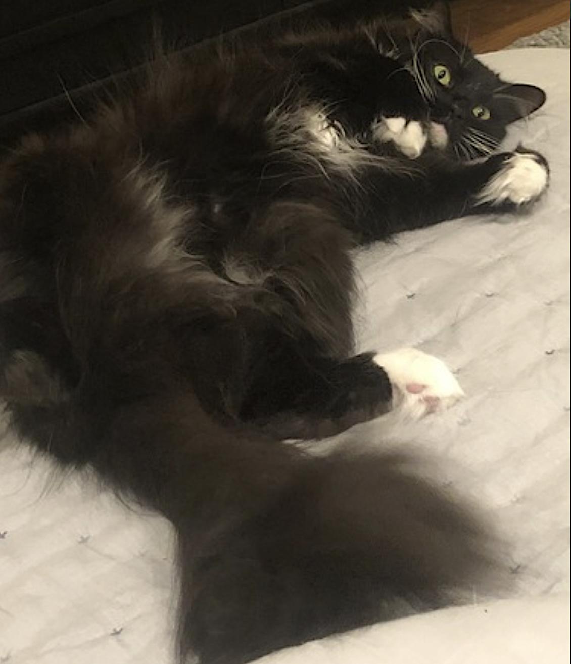 Enlarge Book, a Adoptable Domestic Long Hair in San Diego, CA image 3/5