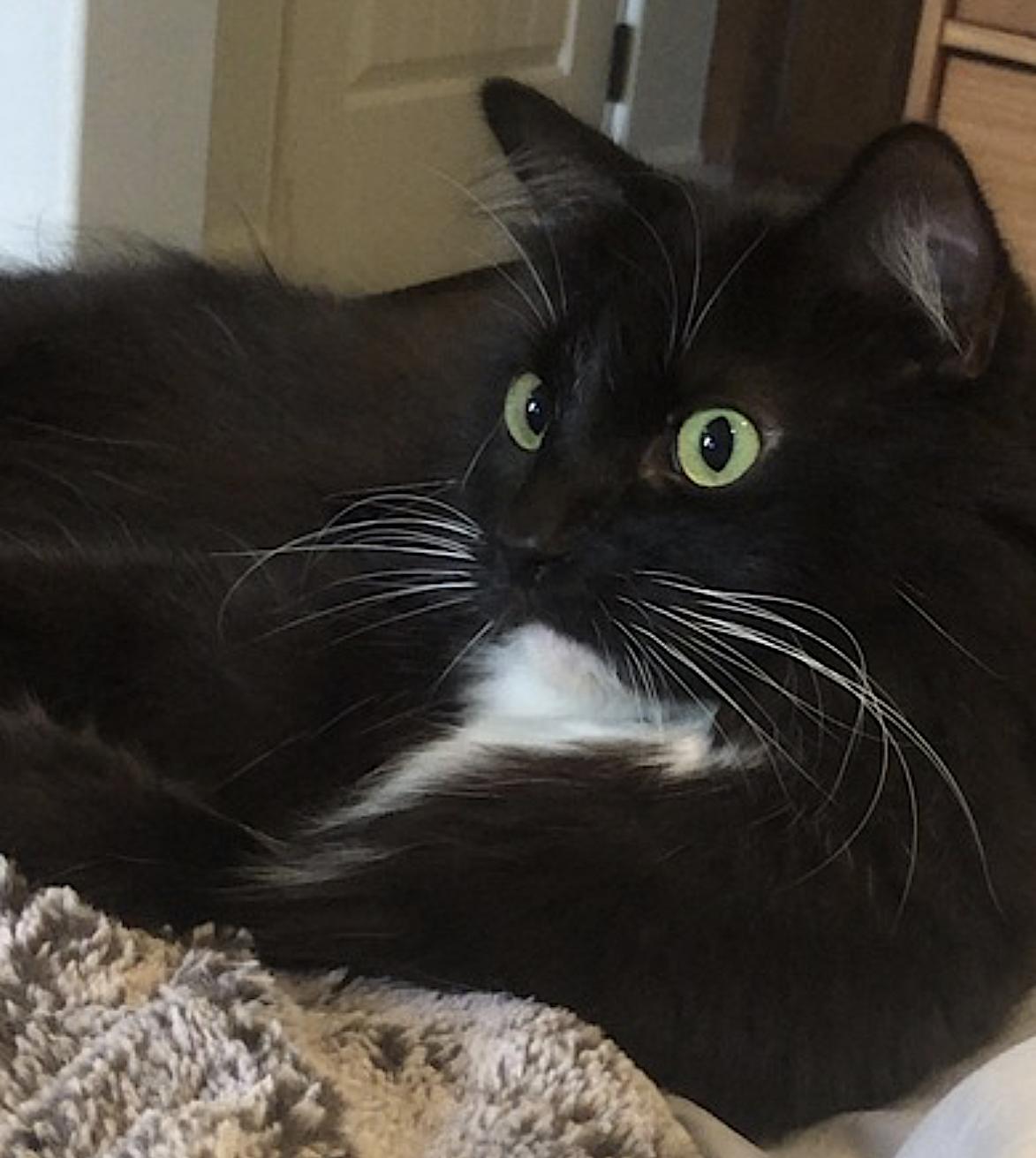 Enlarge Book, a Adoptable Domestic Long Hair in San Diego, CA image 4/5