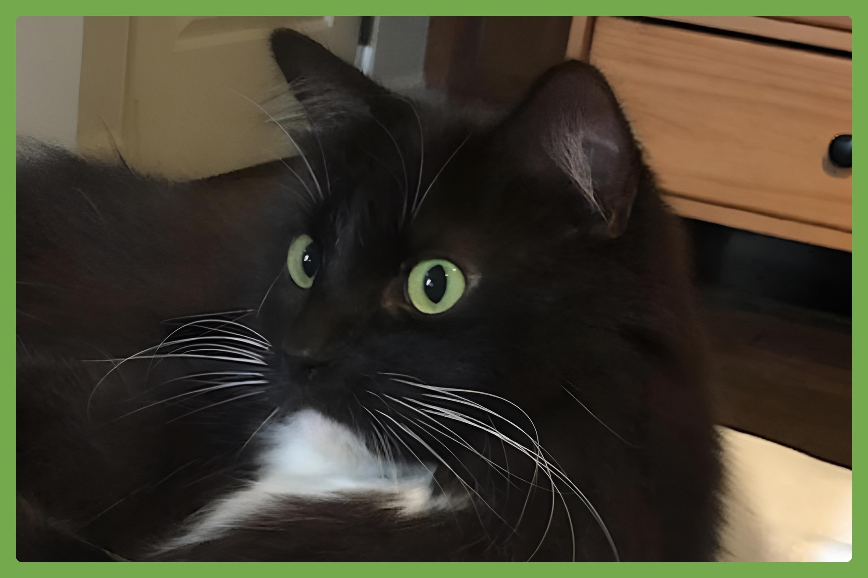 Enlarge Book, a Adoptable Domestic Long Hair in San Diego, CA image 1/5