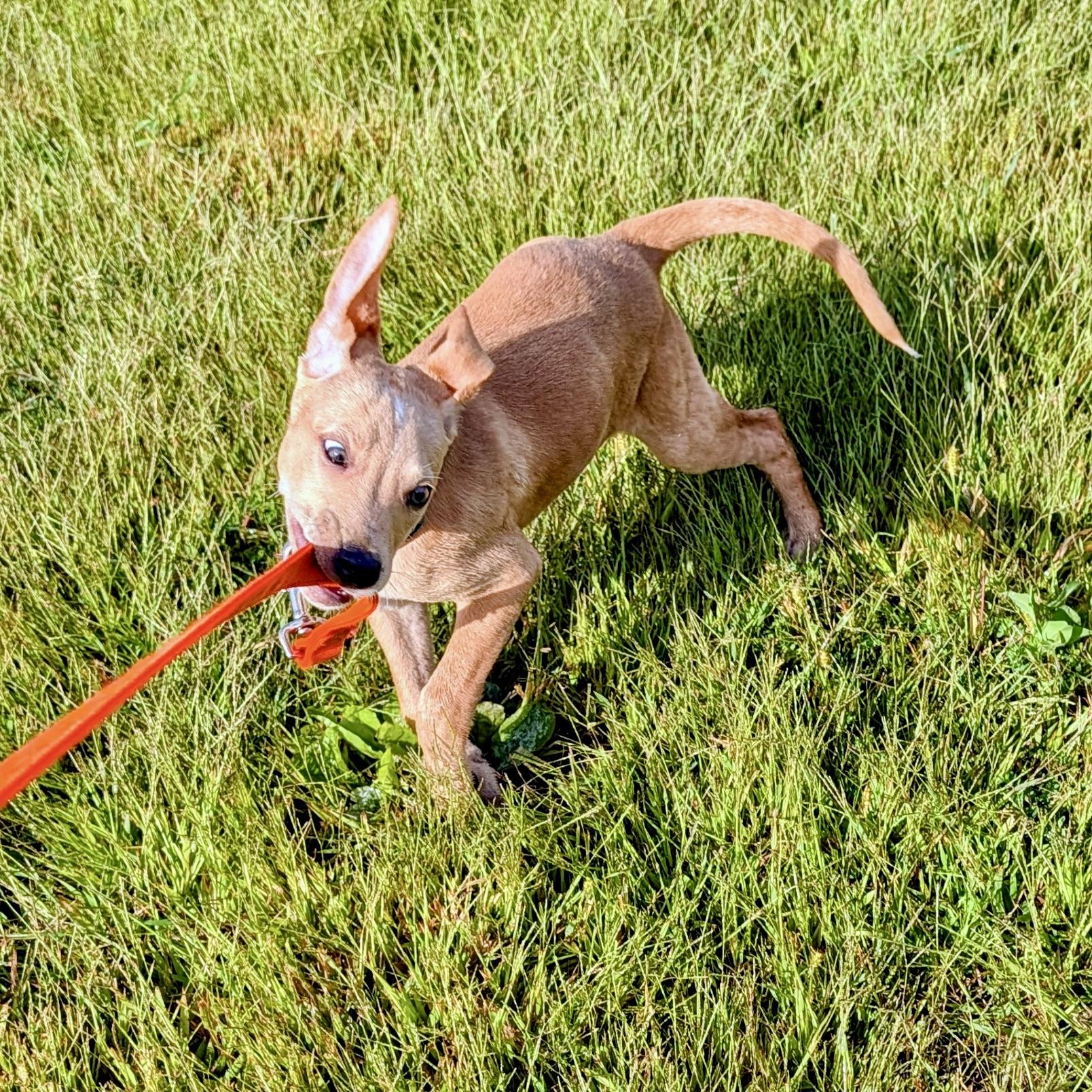 Enlarge Gatsby, a ADOPTABLE mixed breed in Prior Lake, MN image 3/6