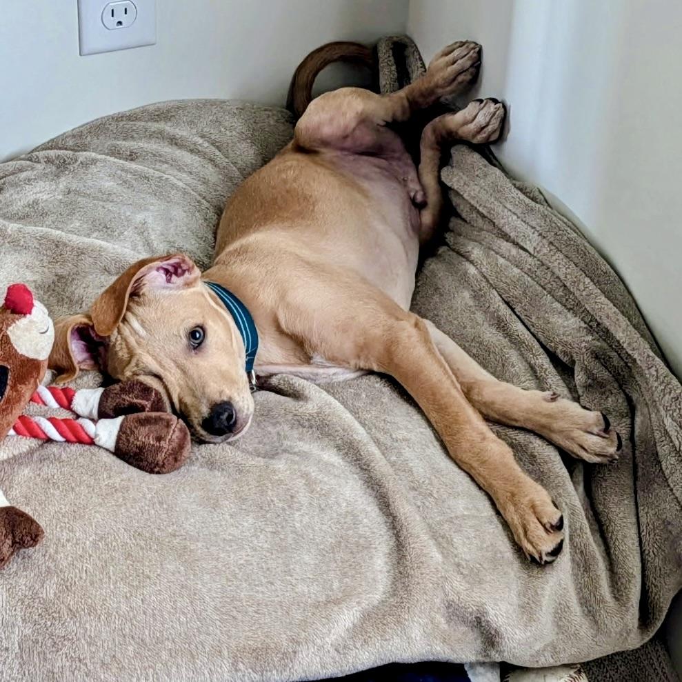 Enlarge Gatsby, a ADOPTABLE mixed breed in Prior Lake, MN image 2/6