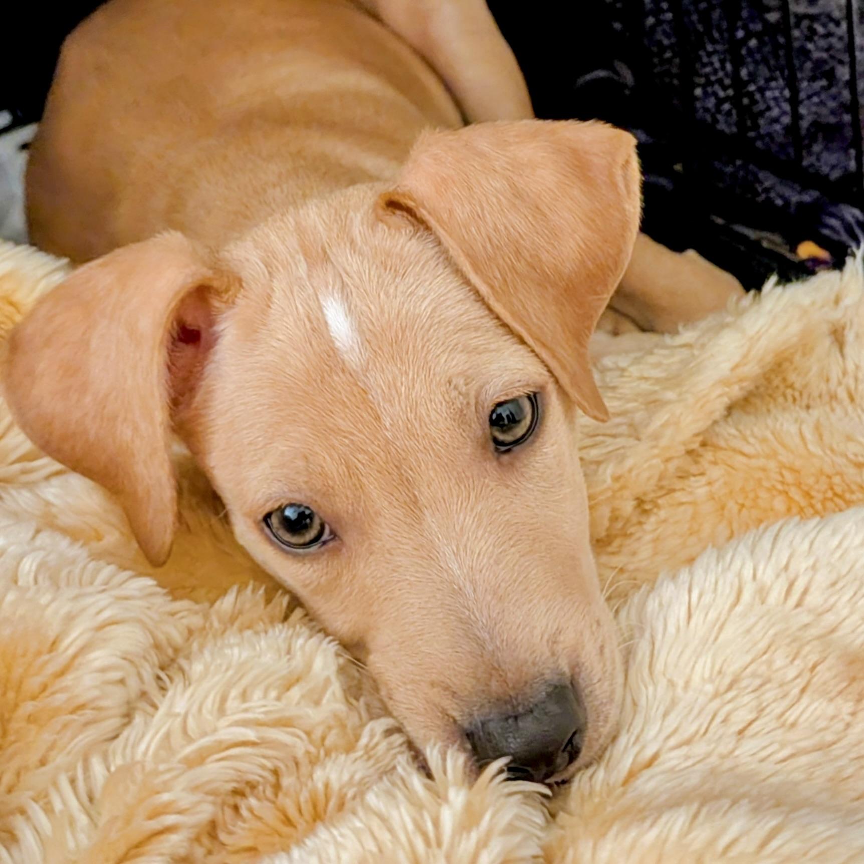 Enlarge Gatsby, a ADOPTABLE mixed breed in Prior Lake, MN image 4/6