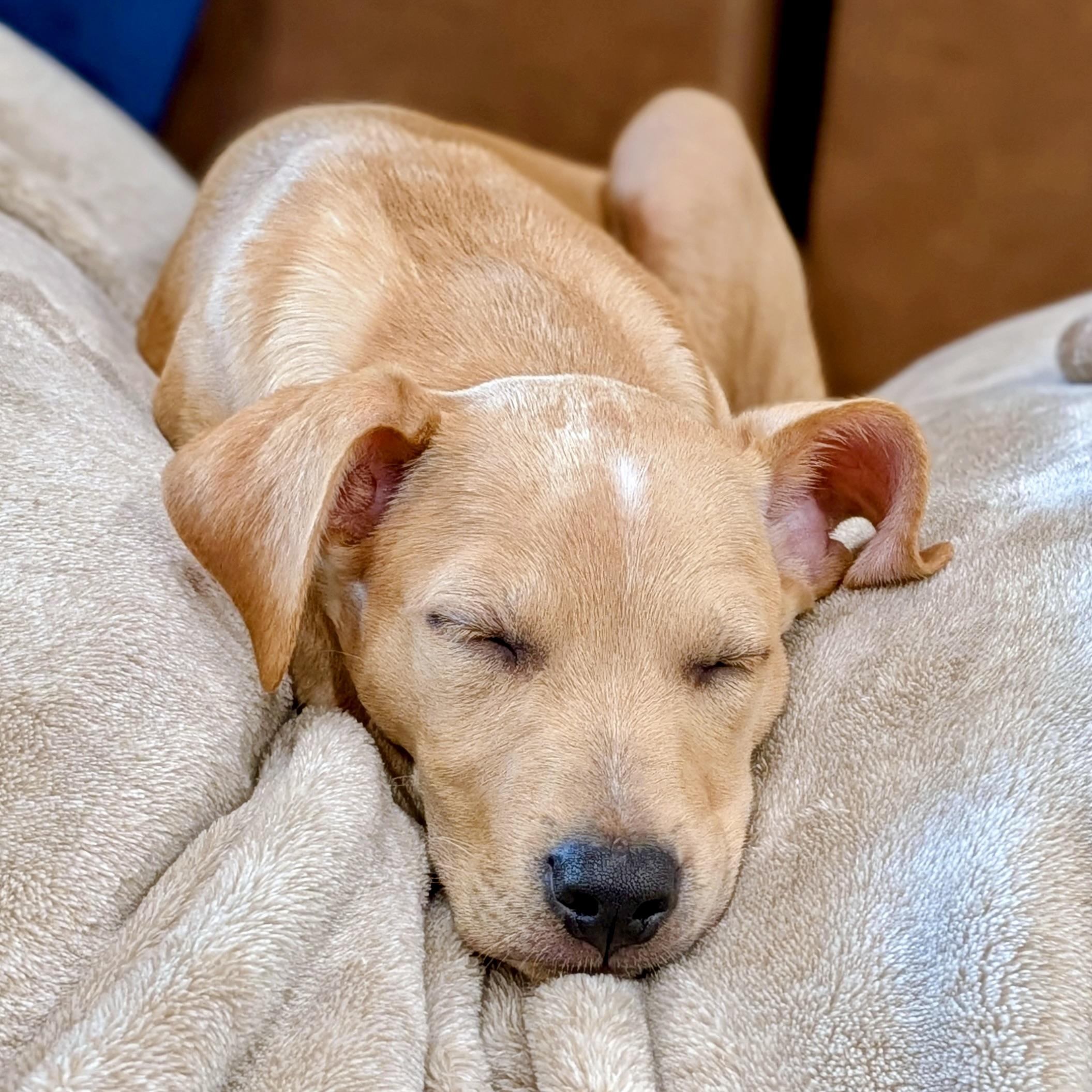 Enlarge Gatsby, a ADOPTABLE mixed breed in Prior Lake, MN image 6/6