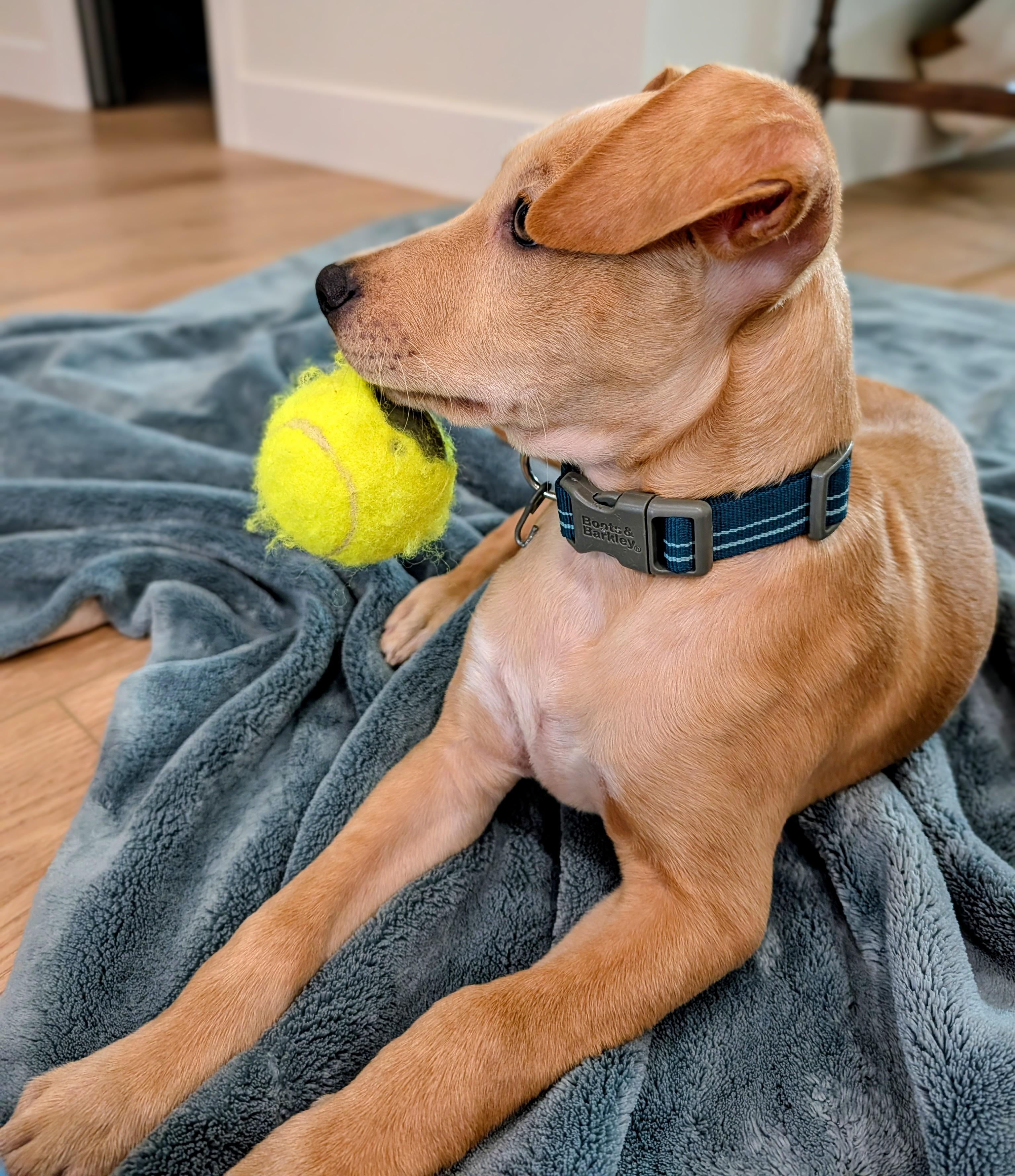 Enlarge Gatsby, a ADOPTABLE mixed breed in Prior Lake, MN image 5/6