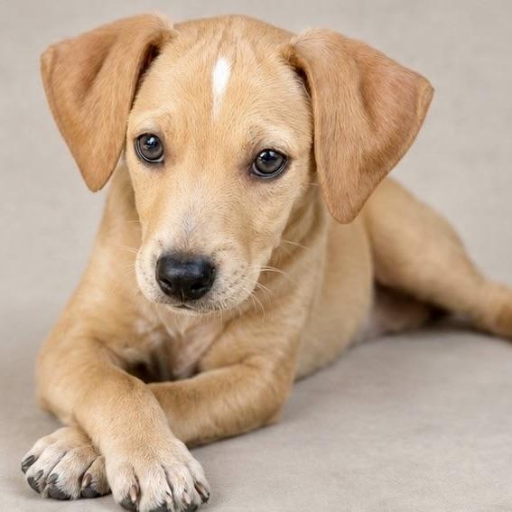 Enlarge Gatsby, a ADOPTABLE mixed breed in Prior Lake, MN image 1/6