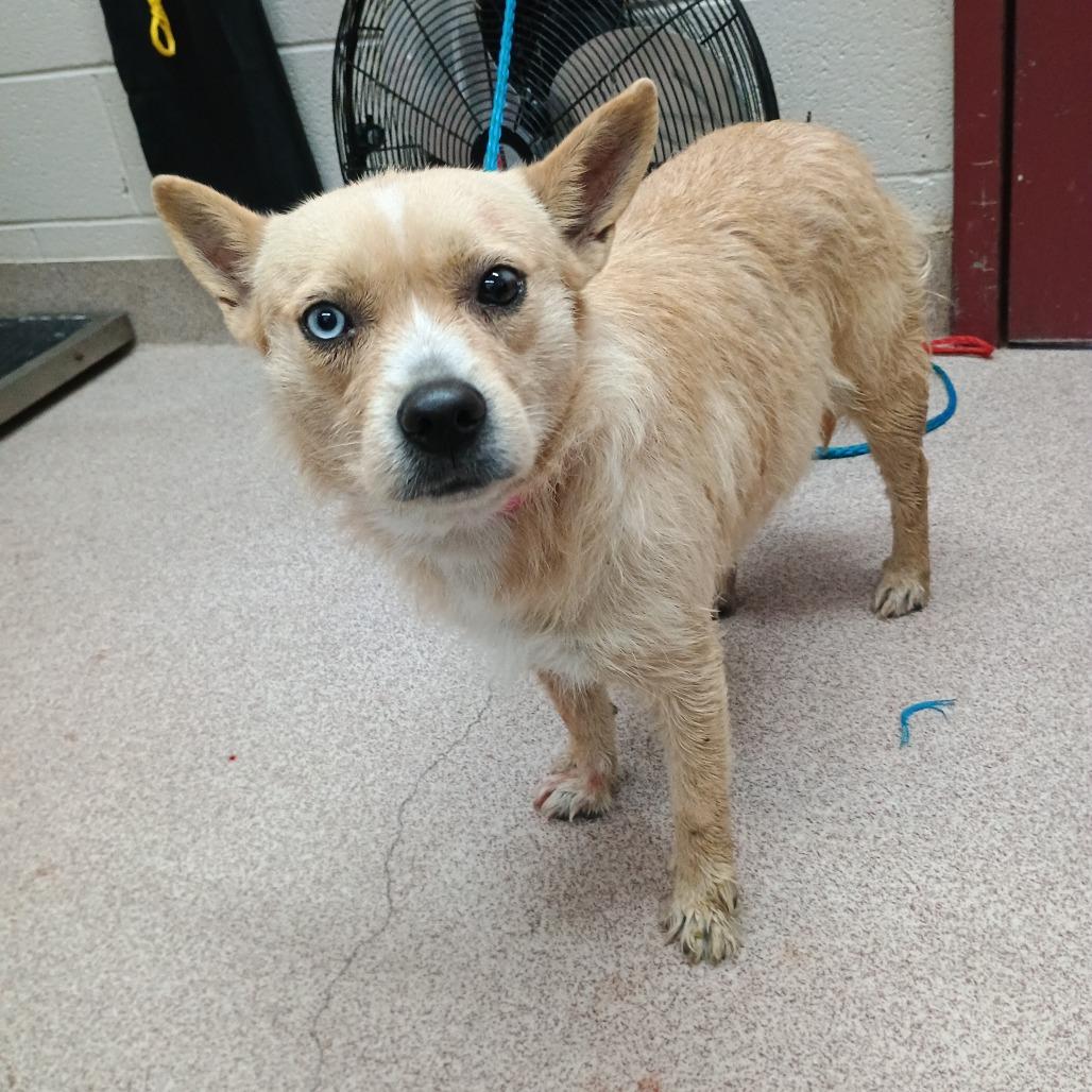 Tiny Bell, Adoptable, Adult Female Terrier & Mixed Breed.