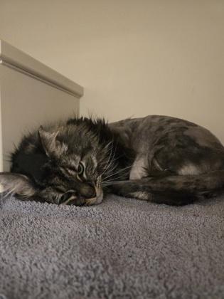 Denise, Adoptable, Adult Female Domestic Long Hair & Domestic Short Hair.