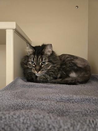 Denise, a Adoptable mixed breed in Westland, MI image 2/2