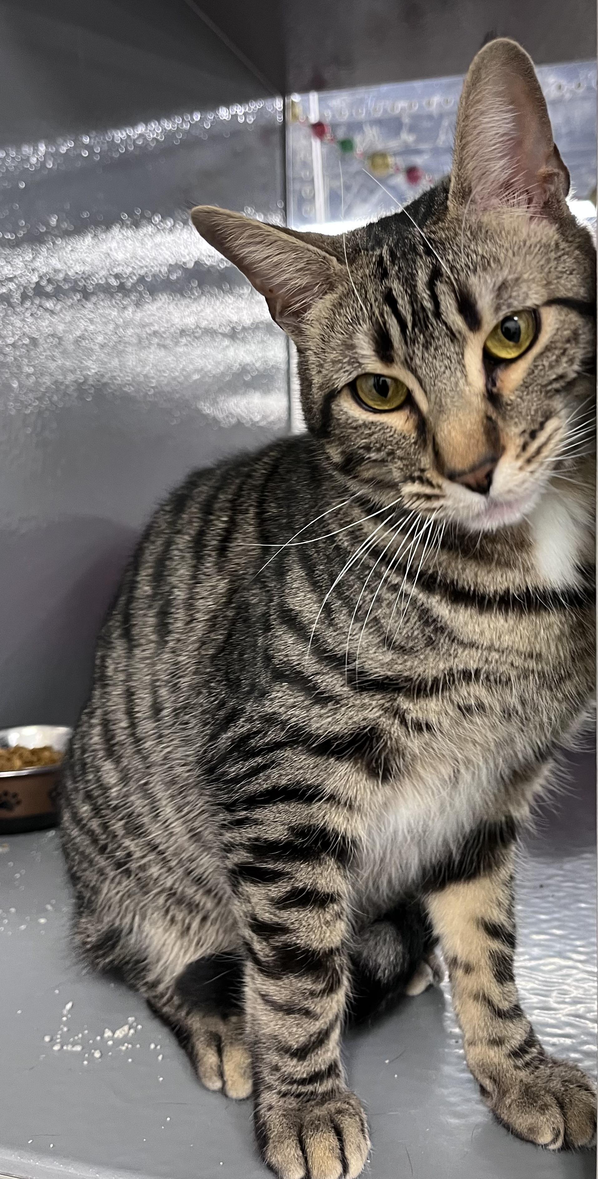 Tyson, a Adoptable Domestic Short Hair in Pickering, ON image 1/2