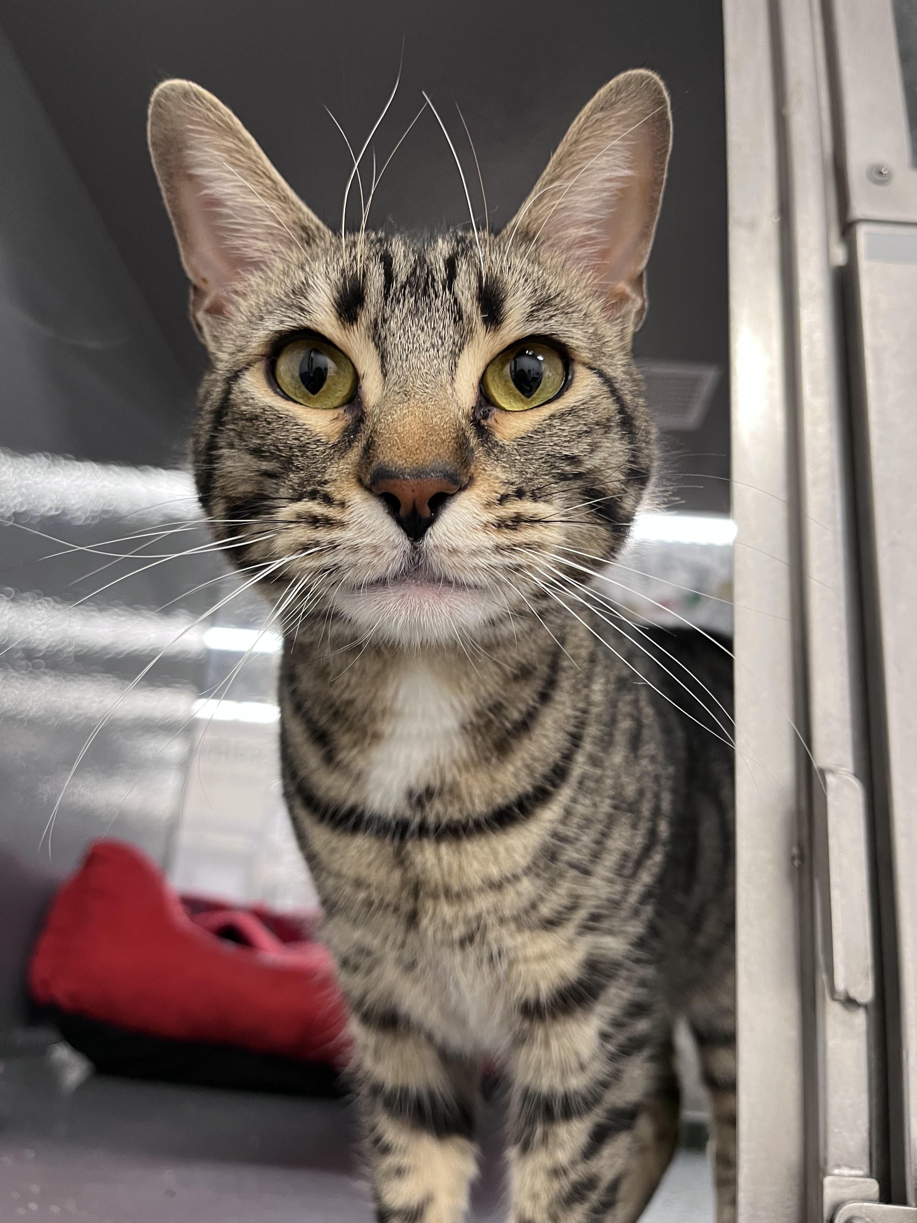 Tyson, a Adoptable Domestic Short Hair in Pickering, ON image 2/2