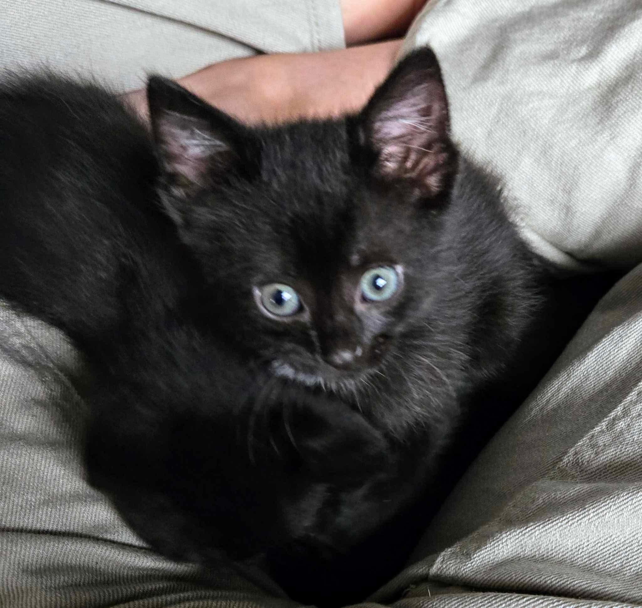 Zee, Young Male Domestic Short Hair